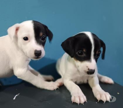 Perros en Venta La Pintana Santiago - Fotos de Hembras fox terrier