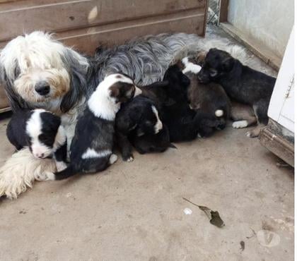 Venta de Mascotas Cobquecura Ñuble - Fotos de Cachorros Pastor ingles