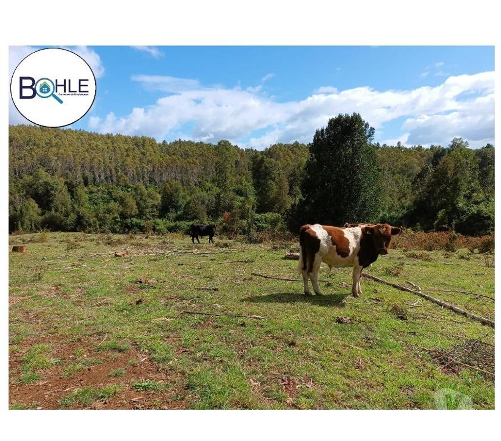 Venta de Haciendas Llanquihue Fresia - Fotos de VENDO - Campo de 25 Há en Fresia