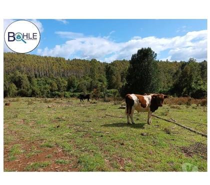 Fundos en Venta Fresia Llanquihue - Fotos de VENDO - Campo de 25 Há en Fresia