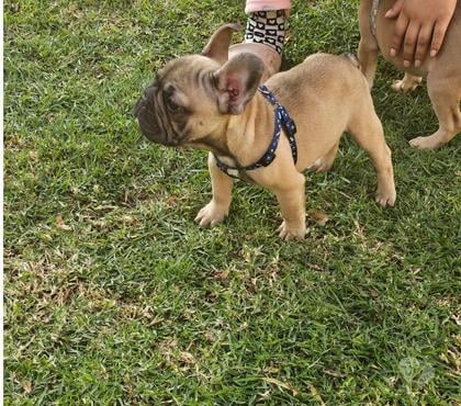 Gatos en Venta Recoleta Santiago - Fotos de Hermosos bullfog frances con sus 3 vacunas al dia