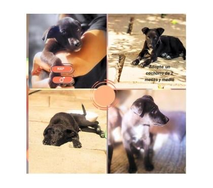 Adopción ed Animales La Reina Santiago - Fotos de Cachorritos, mezcla Podenco Andaluz