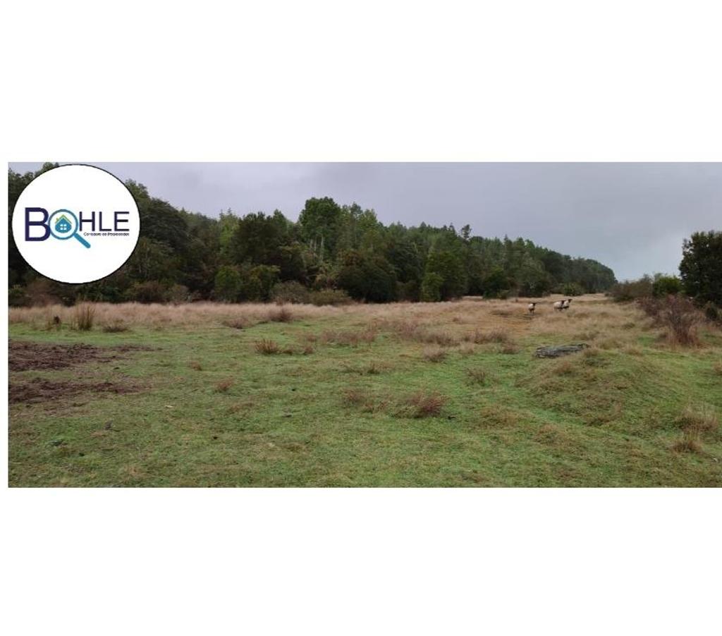 Venta de Haciendas Llanquihue Maullí - Fotos de Campo de 67 Há Sector Cadiquen, Maullín