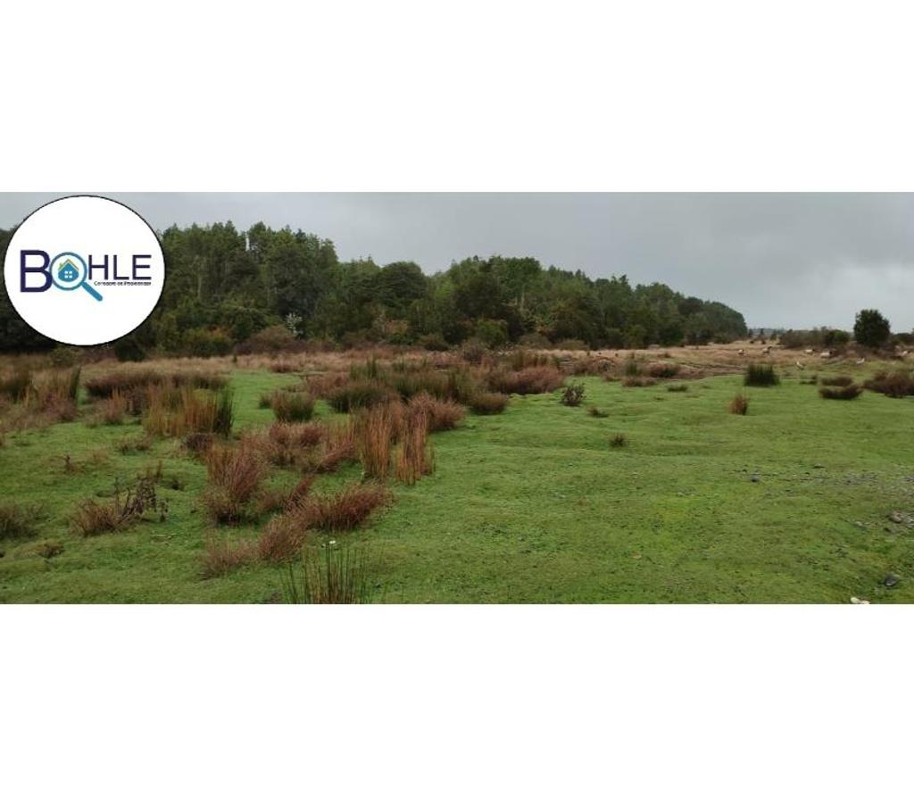 Venta de Haciendas Llanquihue Maullí - Fotos de Campo de 67 Há Sector Cadiquen, Maullín