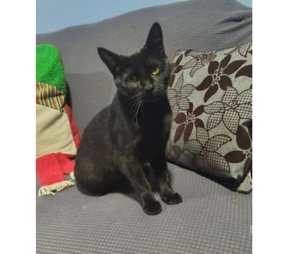 Mascotas Adopción Santiago Santiago - Fotos de NERA, gatita Shorthair