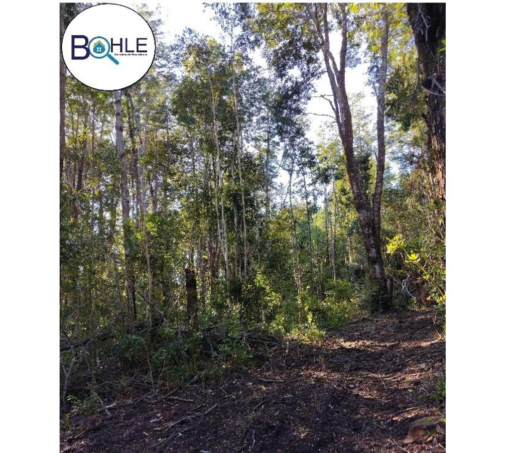 Venta de Haciendas Llanquihue Maullí - Fotos de VENDO - CAMPO 82 HA EN PARGUA