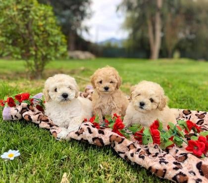 Mascotas en Venta Melipilla Melipilla - Fotos de Maravillosos Cachorros poodle toy mini