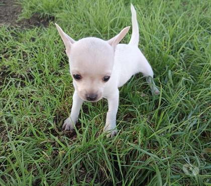 Venta de Mascotas La Pintana Santiago - Fotos de Hermosa Chihuahua blanca mini