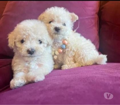 Mascotas en Venta Macul Santiago - Fotos de Poodle micro toy