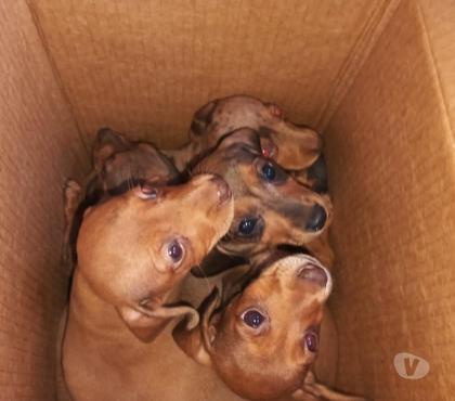 Mascotas en Venta Puerto Octay Osorno - Fotos de Cachorros salchicha