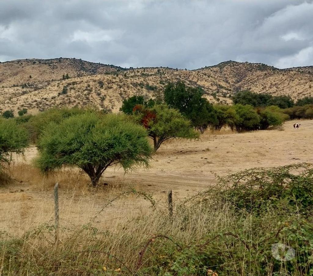 Venta de Haciendas Colchagua Lolol - Fotos de Muy Económico Campo de 630 hás en Lolol-Santa Cruz