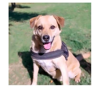 Mascotas Adopción La Reina Santiago - Fotos de Koda busca un hogar