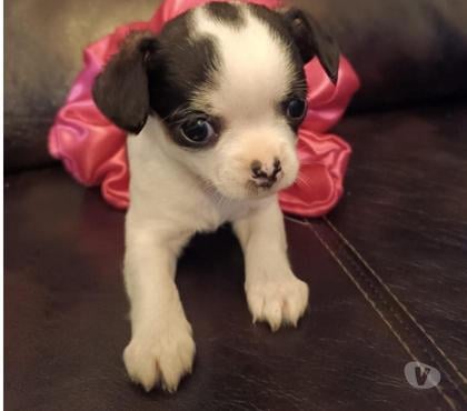 Mascotas en Chile Lautaro Cautín - Fotos de Chihuahua miniatura
