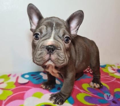 Mascotas en Venta Pirque Cordillera - Fotos de Bulldog francés hembra big rope