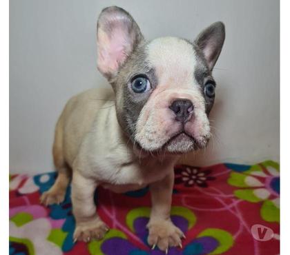 Mascotas en Chile Pirque Cordillera - Fotos de Bulldog francés macho