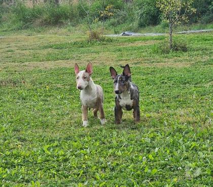 Gatos en Venta Pirque Cordillera - Fotos de Bull terrier exoticos