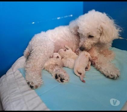 Venta de Mascotas Concepción Concepción - Fotos de Cachorro Poodle