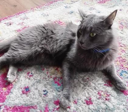 Adopción de Perros Ñuñoa Santiago - Fotos de Ain, gatito mestizo regalón