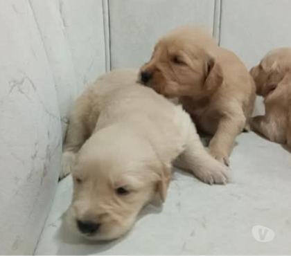 Perros en Venta Viña del Mar Valparaíso - Fotos de Golden retriever no inscritos