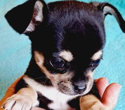 Gatos en Venta San Bernardo Maipo - Fotos de Chihuahua macho Miniatura tricolor