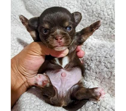 Venta de Mascotas Santiago Santiago - Fotos de Chihuahua Macho exótico