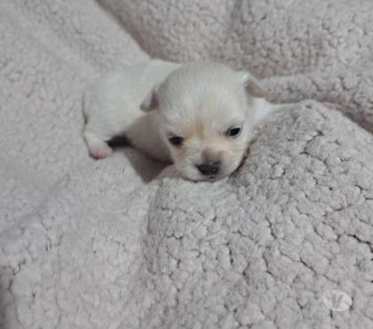 Perros en Venta San Bernardo Maipo - Fotos de Chihuahua hembra blanca