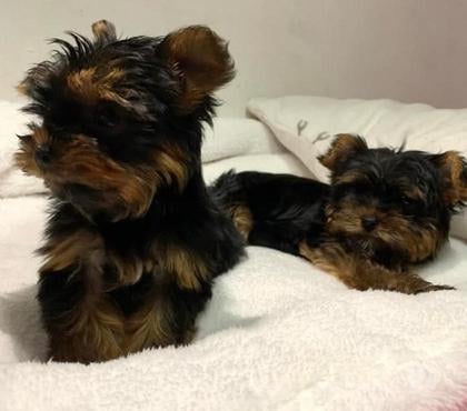 Mascotas en Venta Osorno Osorno - Fotos de Reales Yorkshire terrier