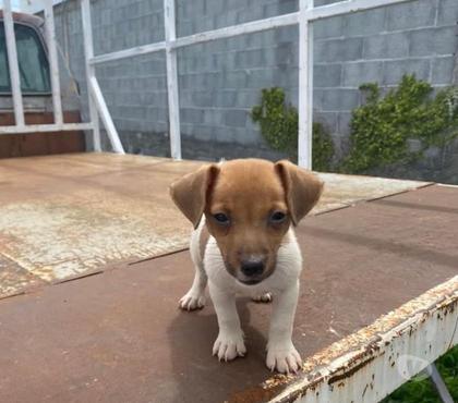 Mascotas en Venta Osorno Osorno - Fotos de Jack Russell hembras y machos
