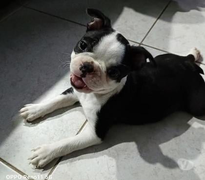 Venta de Mascotas Temuco Cautín - Fotos de Boston Terrier increíbles