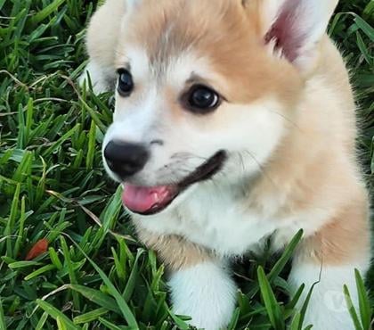 Perros en Venta Pucón Cautín - Fotos de Corgis Pembroke hembras y machos