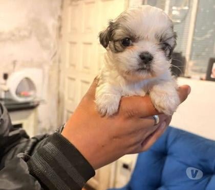 Mascotas en Venta Talca Talca - Fotos de Espectaculares Shih tzu