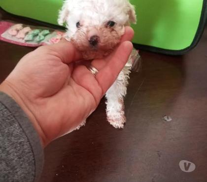 Venta de Mascotas Concepción Concepción - Fotos de Poodle micro toys
