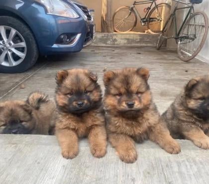 Venta de Mascotas Concepción Concepción - Fotos de Vendo mis Chow Chow