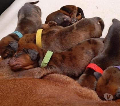 Mascotas en Venta Lo Barnechea Santiago - Fotos de Cachorros Dachshund Standard, inscritos en Kennel Club