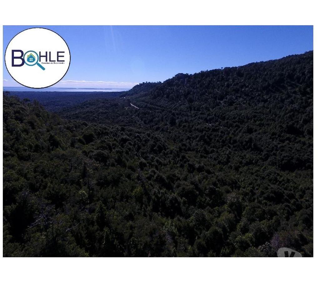 Venta de Haciendas Palena Hualaihué - Fotos de CAMPO 99 HA EN QUILDACO ALTO, HUALAIHUE