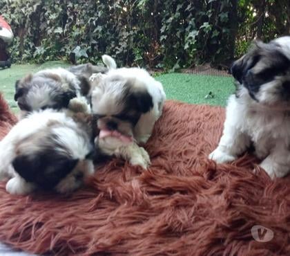 Venta de Mascotas Cerrillos Santiago - Fotos de Lindos cachorritos shitzu