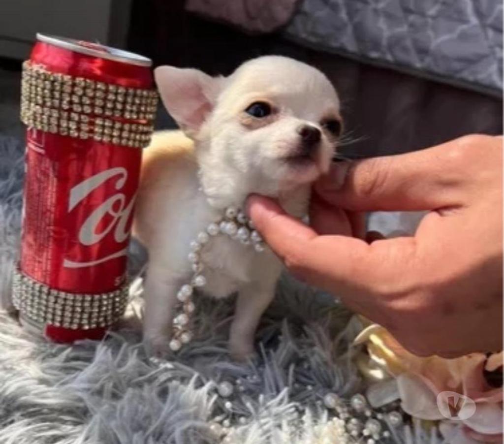 Gatos en Venta Santiago Macul - Fotos de Cachorros Chihuahua Mini 952118890