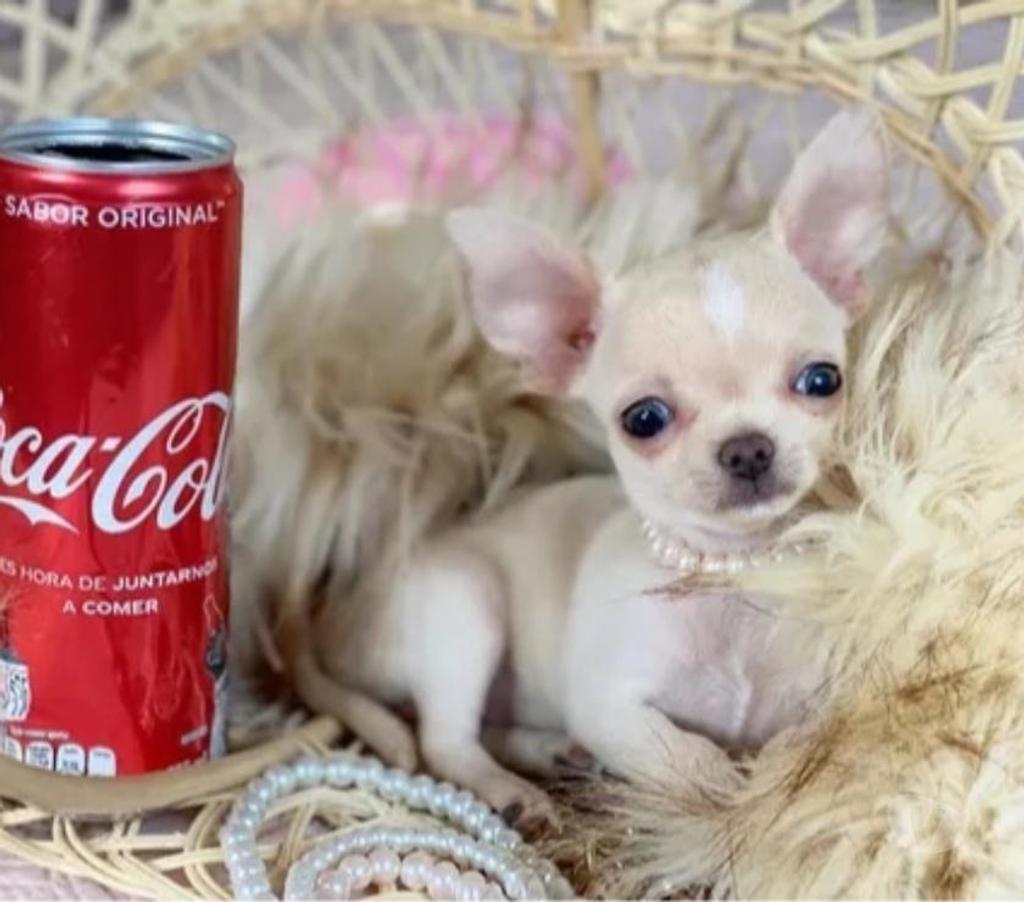 Gatos en Venta Santiago Macul - Fotos de Cachorros Chihuahua Mini 952118890