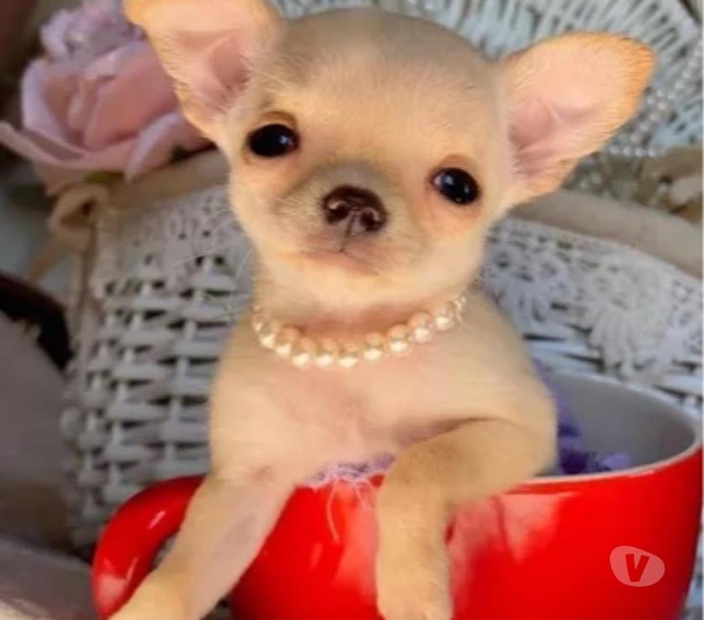 Gatos en Venta Santiago Macul - Fotos de Cachorros Chihuahua Mini 952118890
