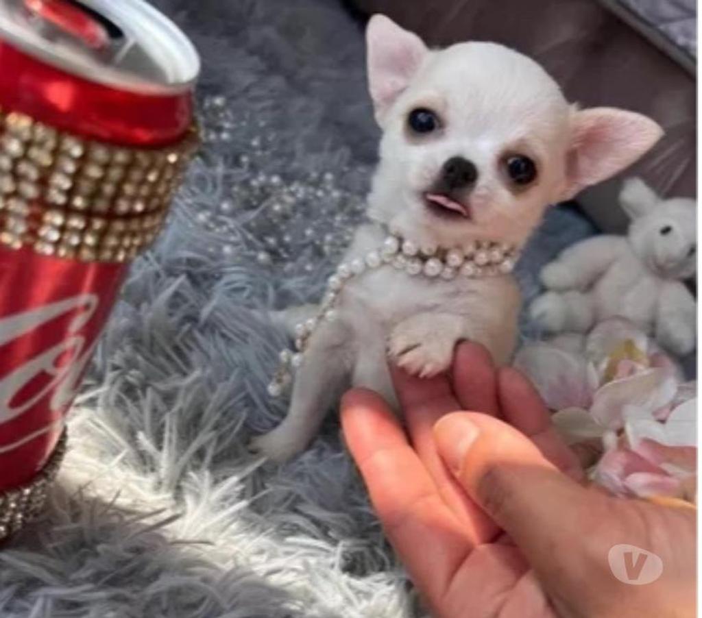 Gatos en Venta Santiago Macul - Fotos de Cachorros Chihuahua Mini 952118890