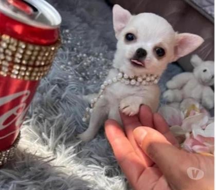 Venta de Mascotas Macul Santiago - Fotos de Cachorros Chihuahua Mini 952118890