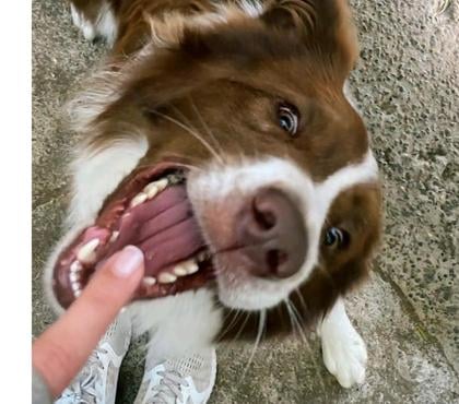 Perros en Venta Concón Valparaíso - Fotos de Border collie busca Polola