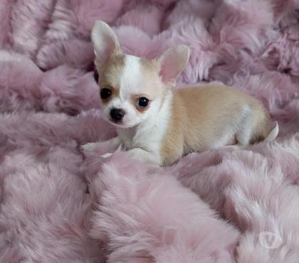 Venta de Mascotas La Florida Santiago - Fotos de Chihuahua Mini Cabeza De Manzana