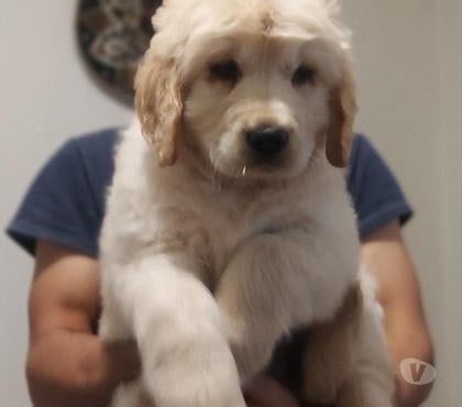 Mascotas en Venta Paine Maipo - Fotos de Cachorros golden retriever Padres inscritos vista 450000
