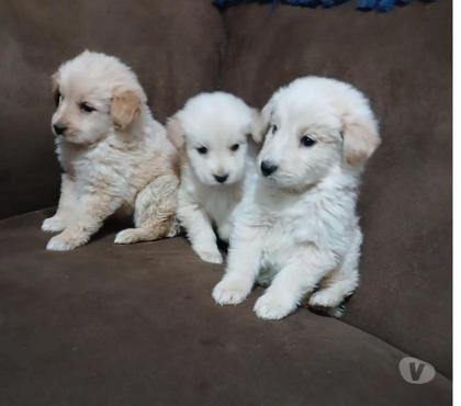 Venta de Mascotas La Pintana Santiago - Fotos de Golden Retriever
