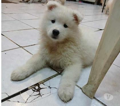 Venta de Mascotas Santiago Santiago - Fotos de HERMOSOS CACHORROS SAMOYEDO