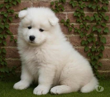 Gatos en Venta Estación Central Santiago - Fotos de SAMOYEDO EN SANTIAGO