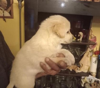 Venta de Mascotas Lo Barnechea Santiago - Fotos de Exquisitos y lindos cachorros Golden Retriver
