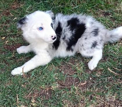Perros en Venta Santiago Santiago - Fotos de Borde Collie Espectaculares