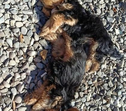 Mascotas en Venta Santiago Santiago - Fotos de Yorkshire Terrier cachorros